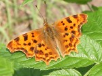 Comma Butterfly