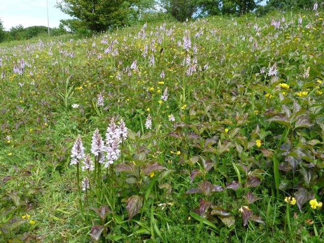 It is spectacular at this time of year; even driving past you can see the pink flower spikes of the orchids. 