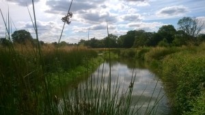 Wetland at Newlands Farm