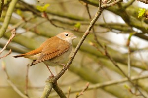 Nightingale © Amy Lewis