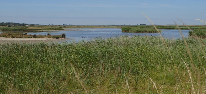 Kent Wildlife Trust’s Oare Marshes nature reserve on a sunny day © Bryony Chapman