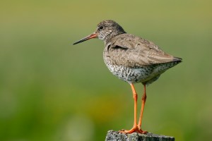 Redshank © Tom Marshall