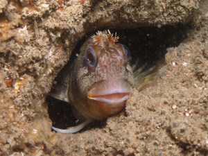 Tompot blenny in Dover to Folkstone Marine Conservation Zone
