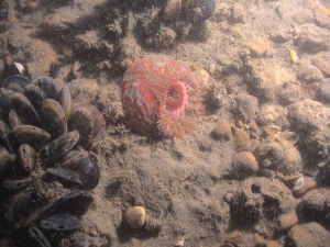 Urticina-fel DahliaAnemone&amp;Mussels2-GoodwinSands 31Aug05(BC-KWT)