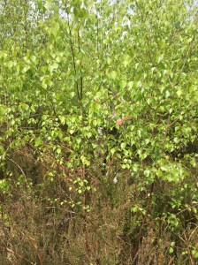 Surveying dense scrub regrowth at Blean Woods