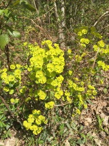 Wood spurge, Euphorbia amygdaloides