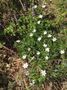 Wood anemone, bugle and bluebell