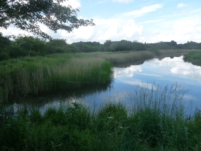 kingfisher pole at Brandon Marsh Nature Reserve