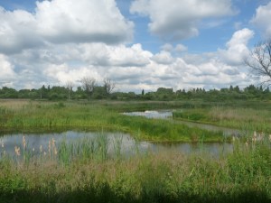 Newlands Reedbed at Brandon Marsh Nature Reserve