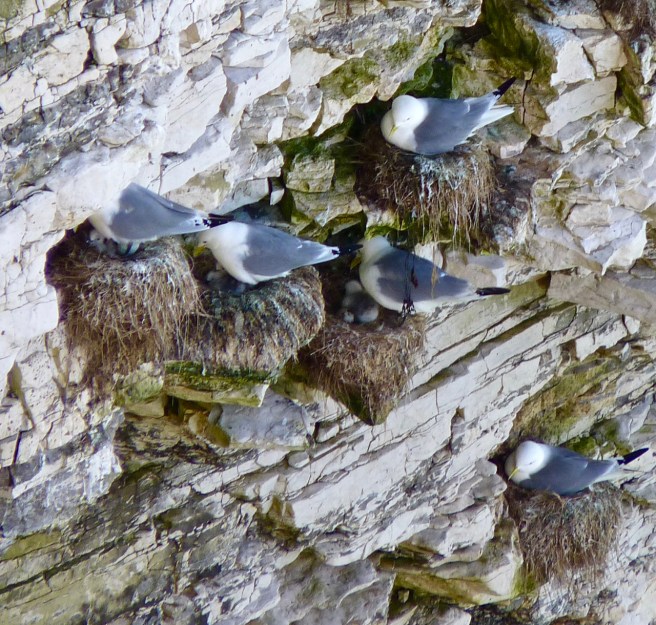 Kittiwakes and chicks in nest on cliffs