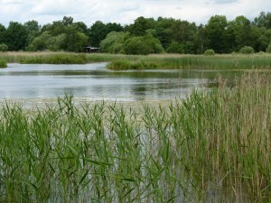 Looking across Willow Marsh