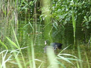 Coot and chick