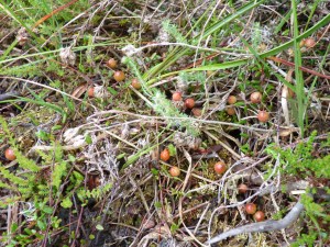 Low growing cranberry plant