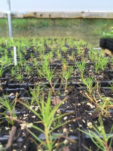 Scots pine seedlings