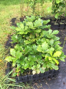 Oak seedlings