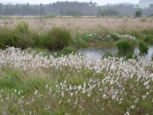 a pool on Foulshaw Moss with cotton grass