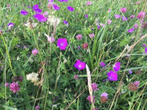 Flower rich grassland with bloody cranesbill