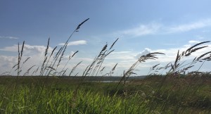 Reedbed at East Chevington nature reserve