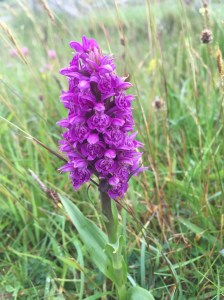 Northern Marsh Orchid