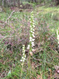 Creeping lady's-tresses