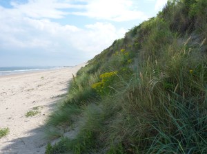 sand dune 2 Drurridge