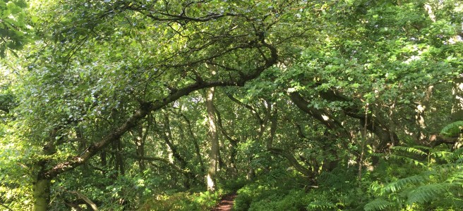 Oak woodland