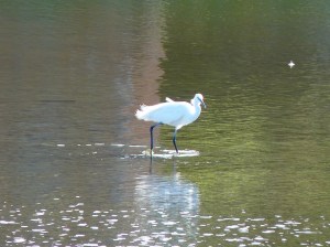 Little egret