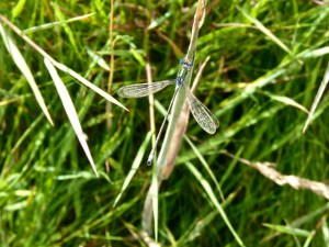 Emerald damselfly male