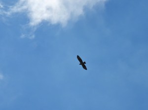 Buzzard in the sky above Bissoe Valley