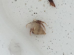 A tiny hermit crab