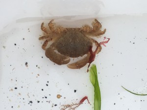Hairy crab