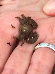 Broad-clawed porcelain crab