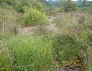 One of the Long ponds at Bystock