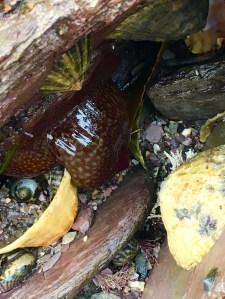 Strawberry anemone, common limpets, purple topshells and tortoiseshell limpets