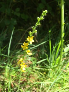 Agrimony