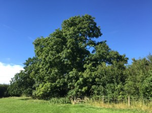 Beautiful Ash tree at the edge of a field on Folly farm nature reserve