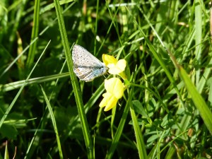 A male common blue butterfly