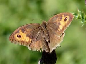 Meadow brown butterfly