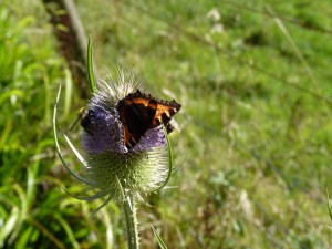A small tortoiseshell butterfly and two carder bees on a teasel