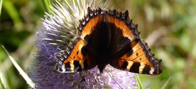 Small tortoishell on teasel